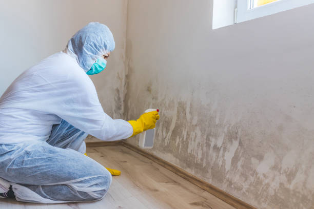 Licensed Basement Mold Remediation service in Dendron, VA - Car Mold Remediation